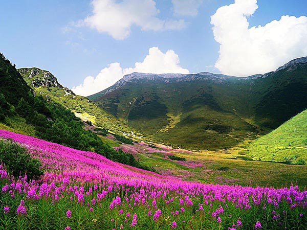 Een blik op het bloemenveld in het Hoge Tatra gebergte in Slowakije