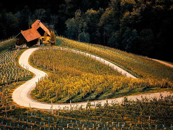 Een blik op de wijnstreek in Slovenië