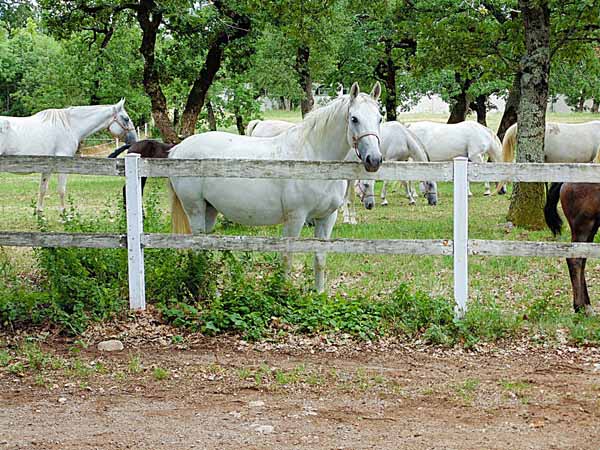 Een foto van de wereldberoemde Lipizzaners paarden