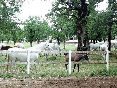 Een foto van de wereldberoemde Lipizzaners paarden