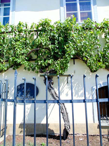 Foto van het historisch stadscentrum van Maribor