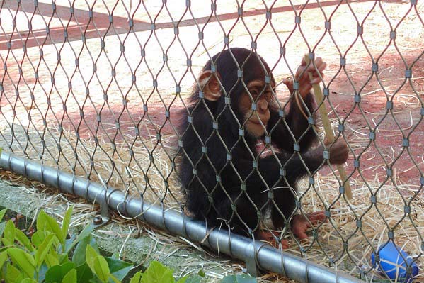 Een uitzicht op een spelende Westerse chimpansee