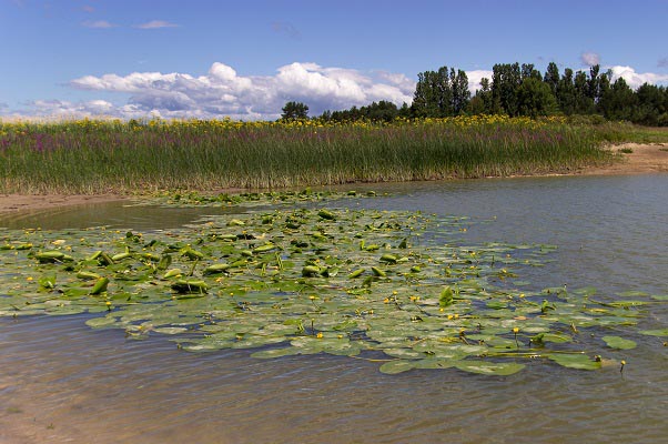 Een wondermooi uitzicht op de flora in en rond het Meer van Cerknica