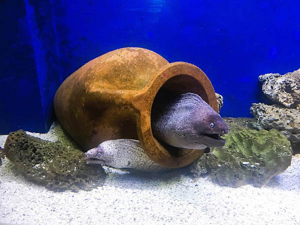 Een uitzicht op een aquarium met vissen die zwemmen doorheen de waterkruik en rond de stenen